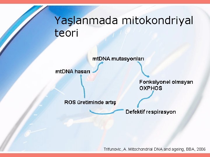 Yaşlanmada mitokondriyal teori Trifunovic, A. Mitochondrial DNA and ageing, BBA, 2006 