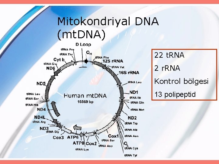 Mitokondriyal DNA (mt. DNA) 22 t. RNA 2 r. RNA Kontrol bölgesi 13 polipeptid