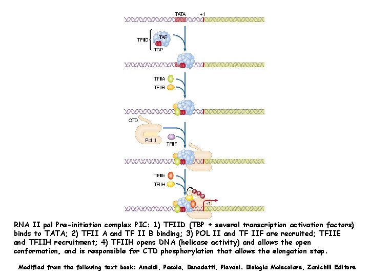 RNA II pol Pre-initiation complex PIC: 1) TFIID (TBP + several transcription activation factors)