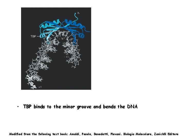 • TBP binds to the minor groove and bends the DNA Modified from