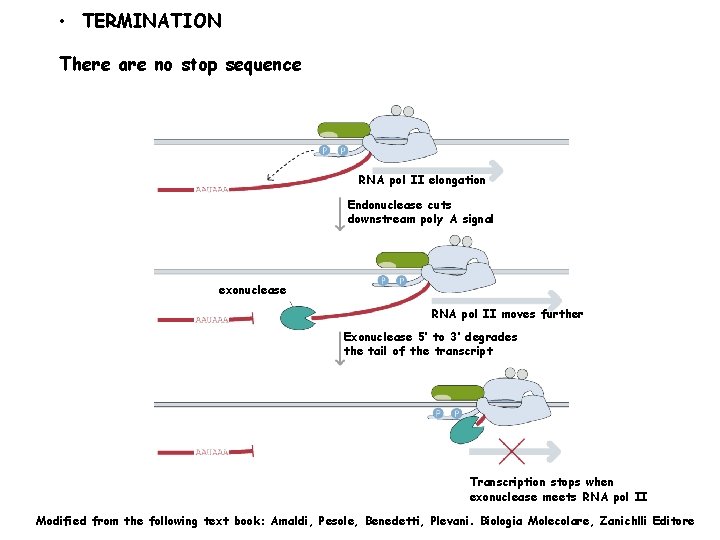  • TERMINATION There are no stop sequence RNA pol II elongation Endonuclease cuts