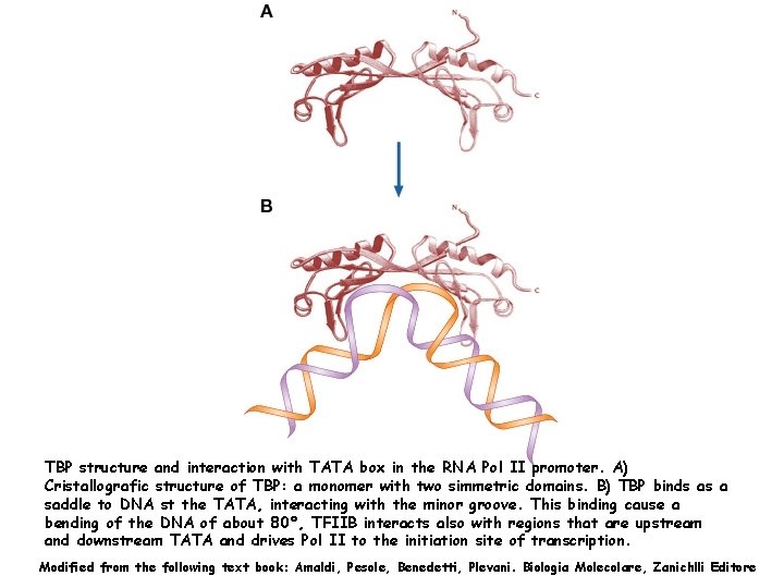 TBP structure and interaction with TATA box in the RNA Pol II promoter. A)