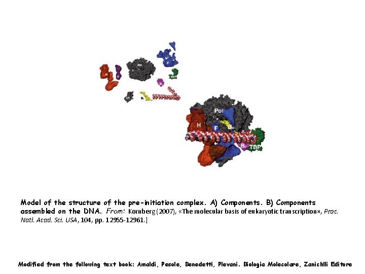 Model of the structure of the pre-initiation complex. A) Components. B) Components assembled on