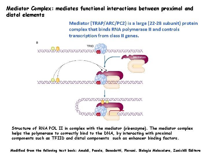 Mediator Complex: mediates functional interactions between proximal and distal elements Mediator (TRAP/ARC/PC 2) is