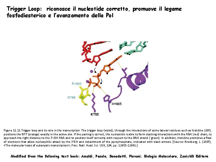 Trigger Loop: riconosce il nucleotide corretto, promuove il legame fosfodiesterico e l’avanzamento della Pol