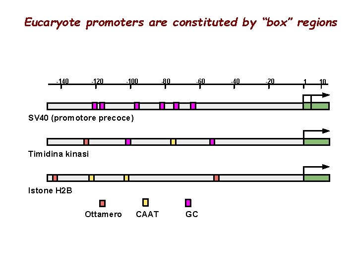 Eucaryote promoters are constituted by “box” regions -140 -120 -100 -80 -60 SV 40