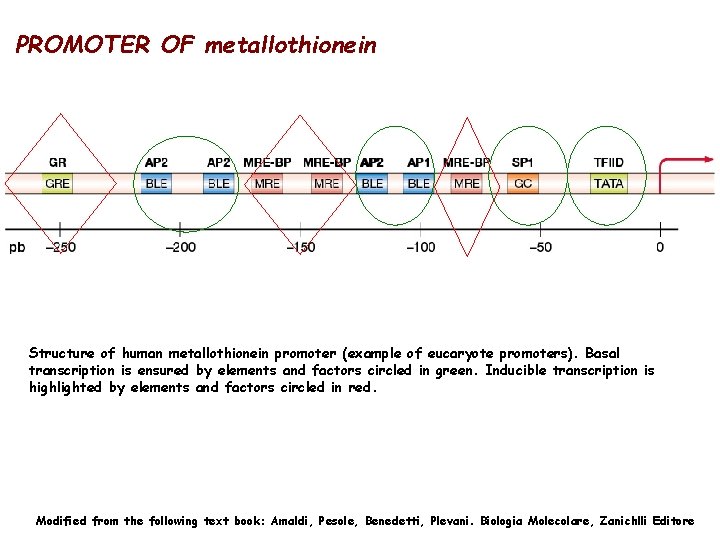 PROMOTER OF metallothionein Structure of human metallothionein promoter (example of eucaryote promoters). Basal transcription