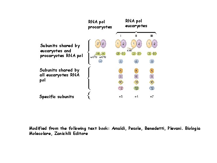 RNA pol procaryotes RNA pol eucaryotes Subunits shared by eucaryotes and procaryotes RNA pol