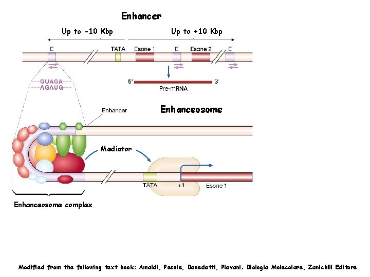 Enhancer Up to -10 Kbp Up to +10 Kbp Enhanceosome Mediator Enhanceosome complex Modified