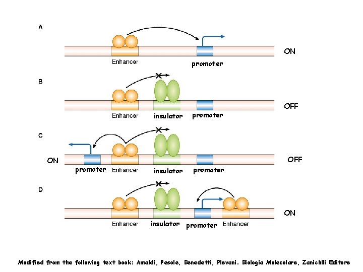 ON promoter insulator ON promoter OFF insulator promoter ON insulator promoter Modified from the