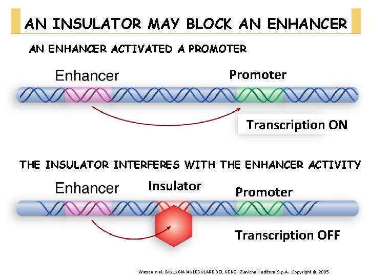 AN INSULATOR MAY BLOCK AN ENHANCER ACTIVATED A PROMOTER Promoter Transcription ON THE INSULATOR