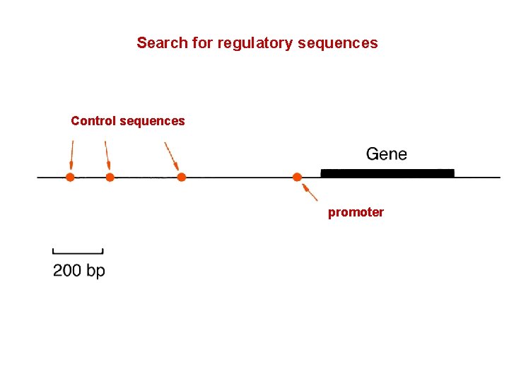 Search for regulatory sequences Control sequences promoter 