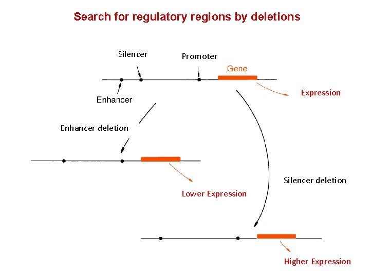 Search for regulatory regions by deletions Silencer Promoter Expression Enhancer deletion Silencer deletion Lower