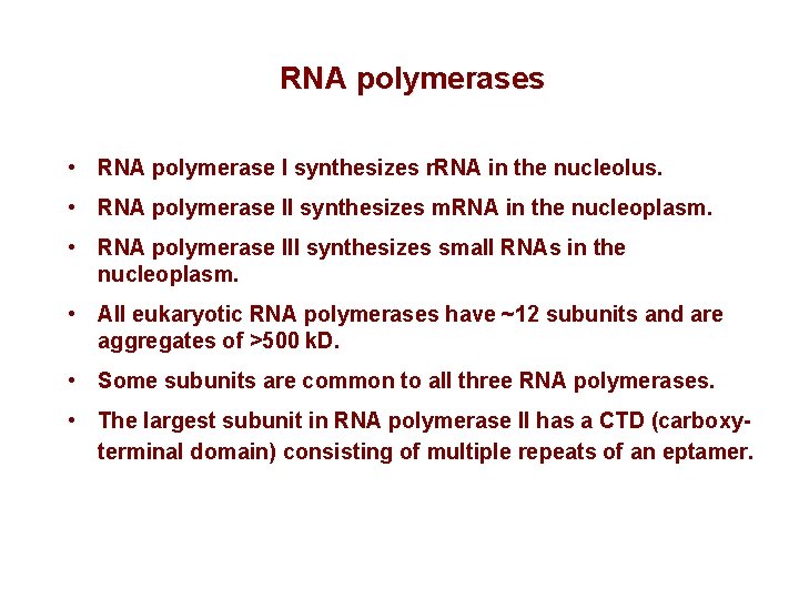 RNA polymerases • RNA polymerase I synthesizes r. RNA in the nucleolus. • RNA