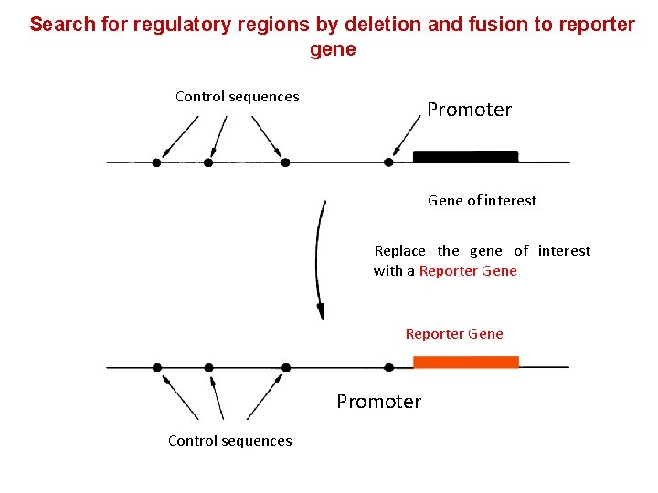 Search for regulatory regions by deletion and fusion to reporter gene Control sequences Promoter