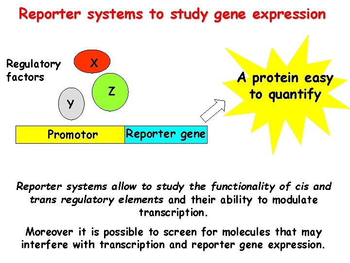 Reporter systems to study gene expression X Regulatory factors Y Promotor A protein easy