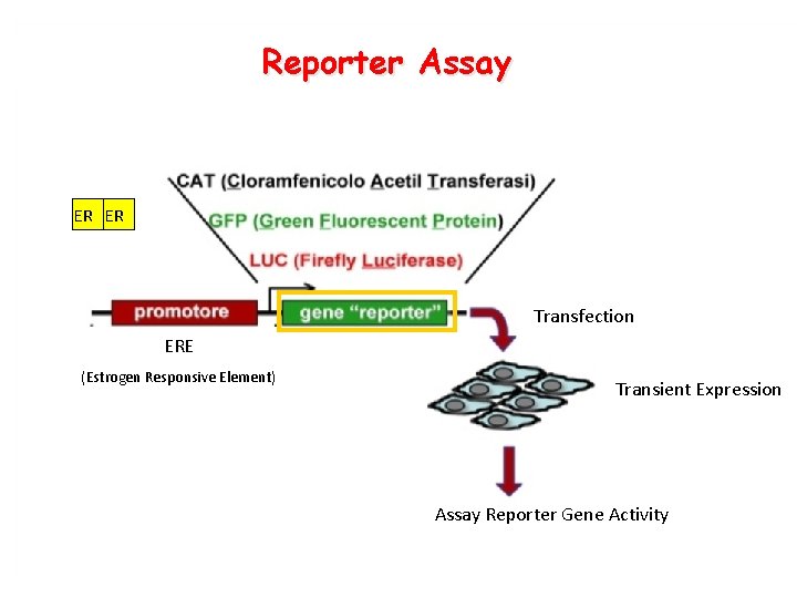 Reporter Assay ER ER Transfection ERE (Estrogen Responsive Element) Transient Expression Assay Reporter Gene