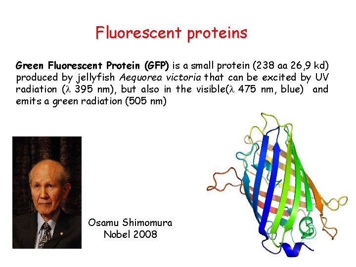 Fluorescent proteins Green Fluorescent Protein (GFP) is a small protein (238 aa 26, 9
