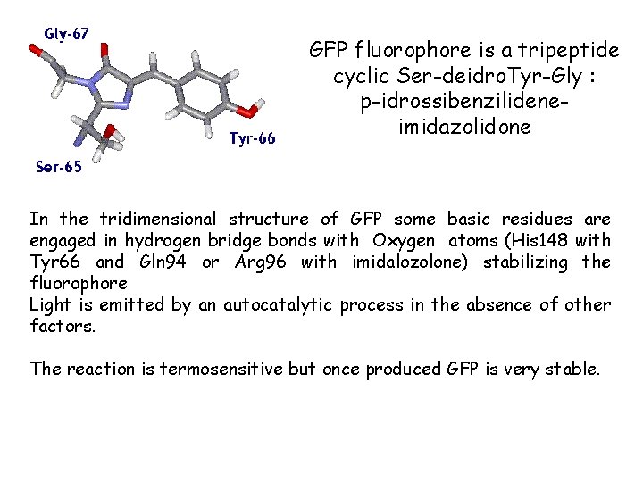 GFP fluorophore is a tripeptide cyclic Ser-deidro. Tyr-Gly : p-idrossibenzilideneimidazolidone In the tridimensional structure