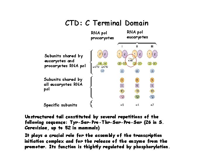 CTD: C Terminal Domain RNA pol procaryotes RNA pol eucaryotes Subunits shared by eucaryotes