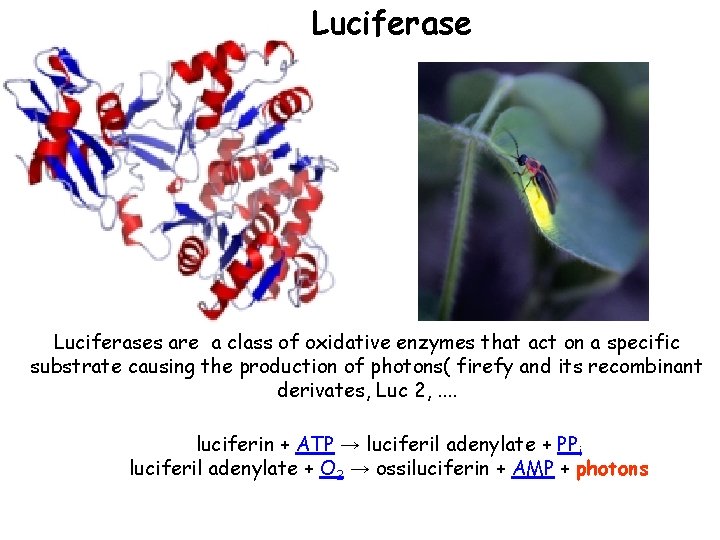 Luciferases are a class of oxidative enzymes that act on a specific substrate causing