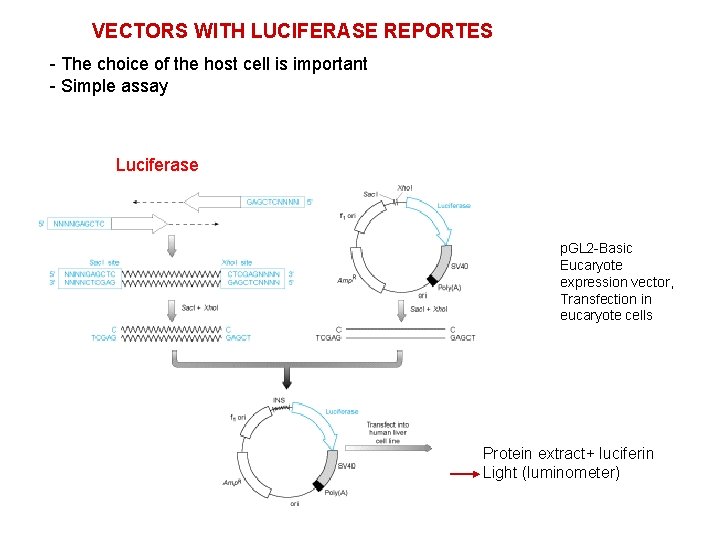 VECTORS WITH LUCIFERASE REPORTES - The choice of the host cell is important -