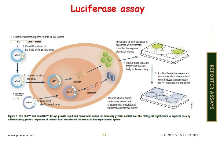 Luciferase assay 