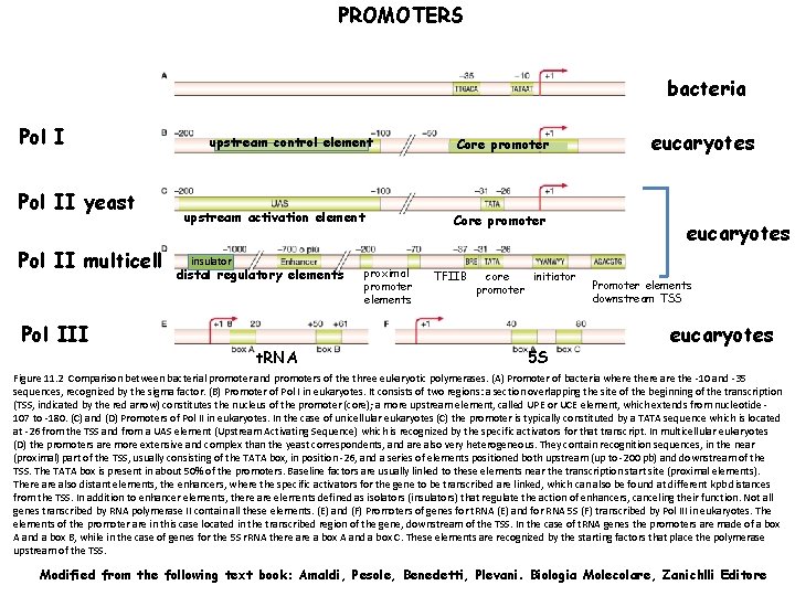 PROMOTERS bacteria Pol II yeast Pol II multicell Pol III upstream control element upstream