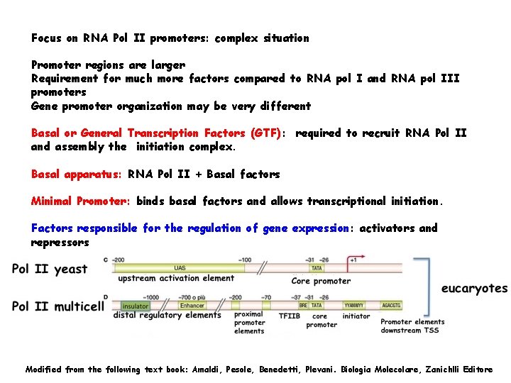 Focus on RNA Pol II promoters: complex situation Promoter regions are larger Requirement for