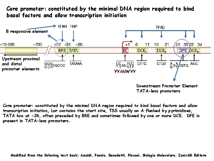 Core promoter: constituted by the minimal DNA region required to bind basal factors and
