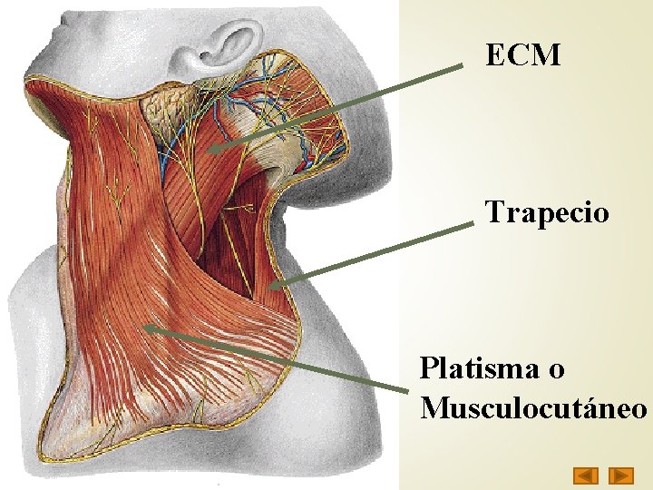 ECM Trapecio Platisma o Musculocutáneo 