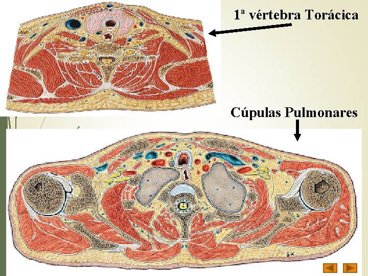 1ª vértebra Torácica Cúpulas Pulmonares 