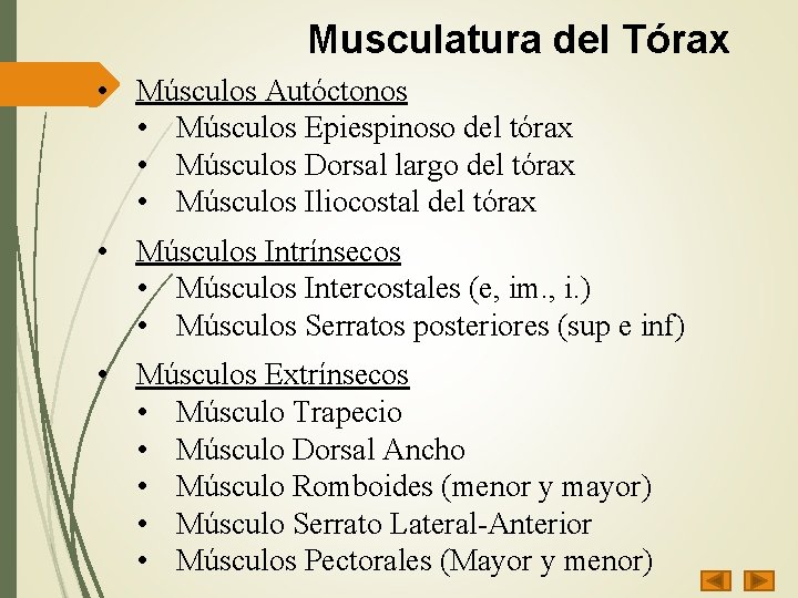 Musculatura del Tórax • Músculos Autóctonos • Músculos Epiespinoso del tórax • Músculos Dorsal