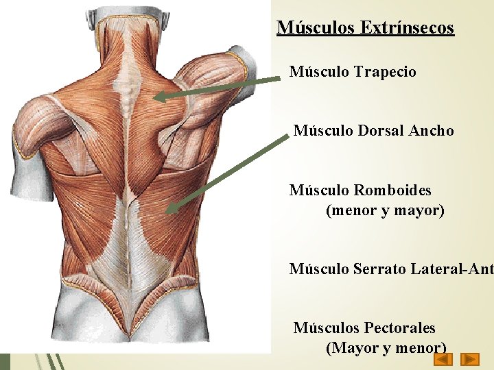 Músculos Extrínsecos Músculo Trapecio Músculo Dorsal Ancho Músculo Romboides (menor y mayor) Músculo Serrato