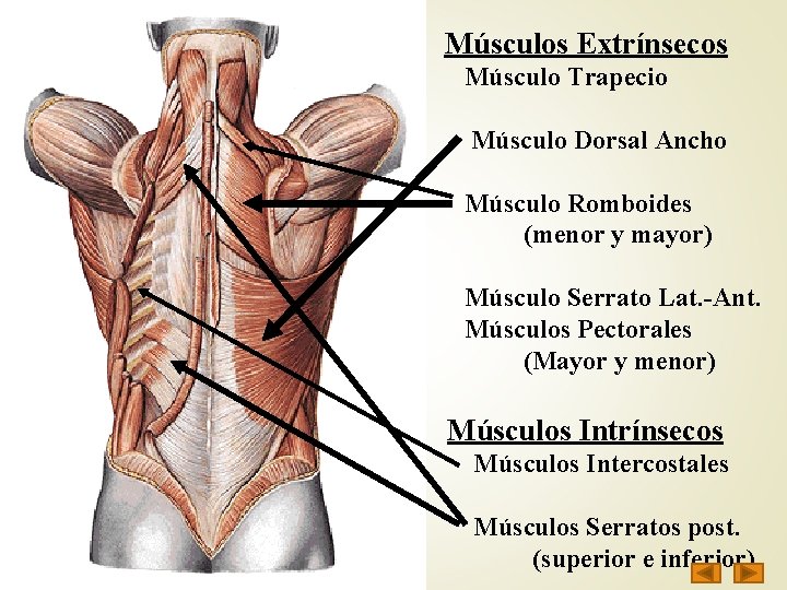 Músculos Extrínsecos Músculo Trapecio Músculo Dorsal Ancho Músculo Romboides (menor y mayor) Músculo Serrato