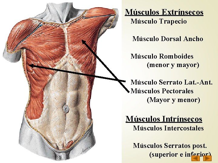 Músculos Extrínsecos Músculo Trapecio Músculo Dorsal Ancho Músculo Romboides (menor y mayor) Músculo Serrato