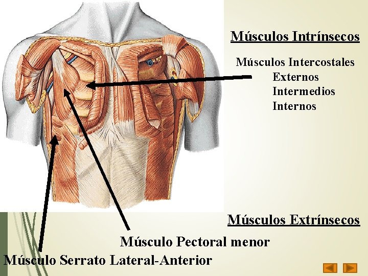 Músculos Intrínsecos Músculos Intercostales Externos Intermedios Internos Músculos Extrínsecos Músculo Pectoral menor Músculo Serrato