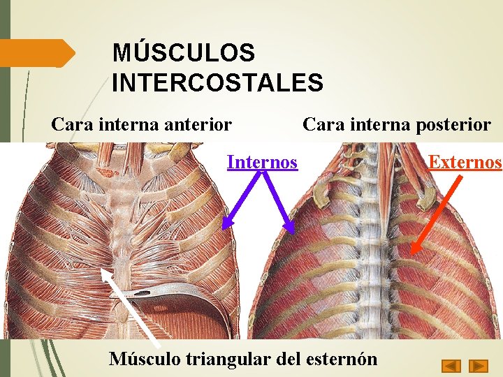 MÚSCULOS INTERCOSTALES Cara interna anterior Cara interna posterior Internos Músculo triangular del esternón Externos