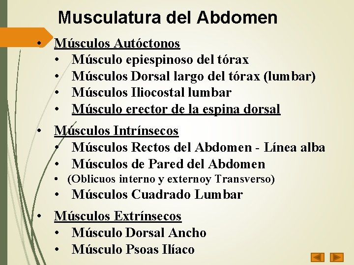 Musculatura del Abdomen • Músculos Autóctonos • Músculo epiespinoso del tórax • Músculos Dorsal