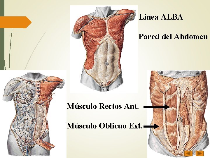Línea ALBA Pared del Abdomen Músculo Rectos Ant. Músculo Oblicuo Ext. 