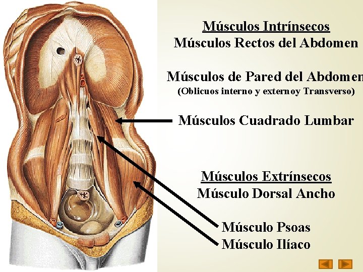 Músculos Intrínsecos Músculos Rectos del Abdomen Músculos de Pared del Abdomen (Oblicuos interno y