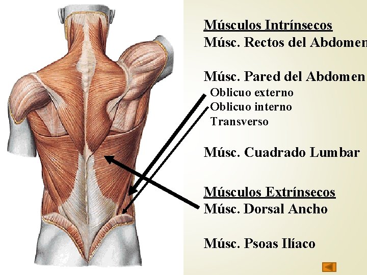 Músculos Intrínsecos Músc. Rectos del Abdomen Músc. Pared del Abdomen Oblicuo externo Oblicuo interno