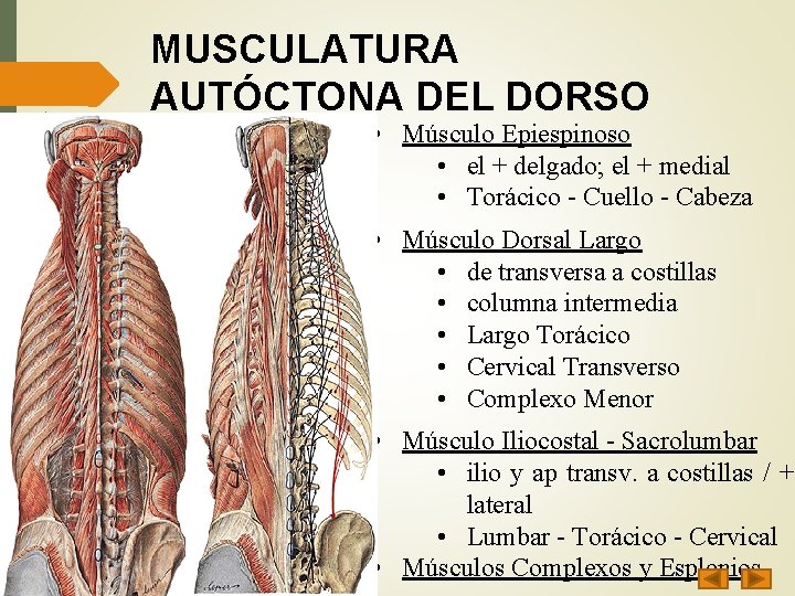 MUSCULATURA AUTÓCTONA DEL DORSO • Músculo Epiespinoso • el + delgado; el + medial