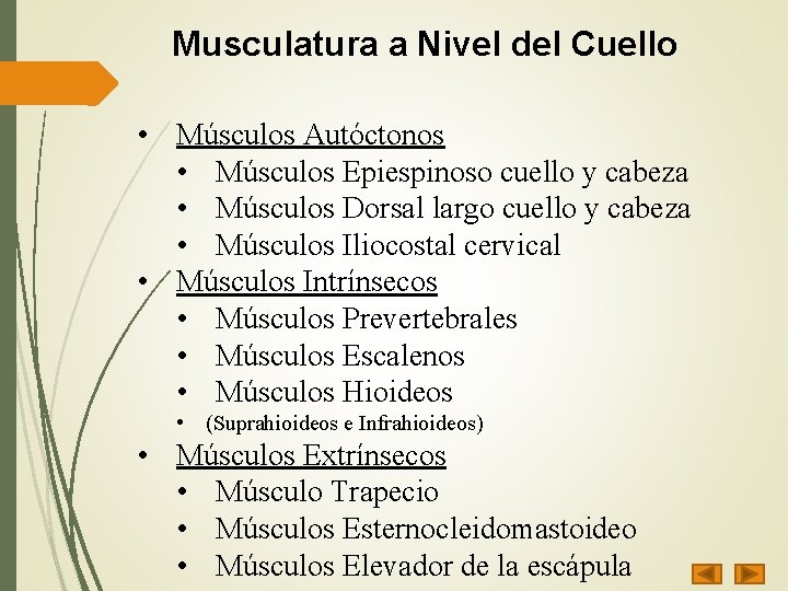 Musculatura a Nivel del Cuello • Músculos Autóctonos • Músculos Epiespinoso cuello y cabeza