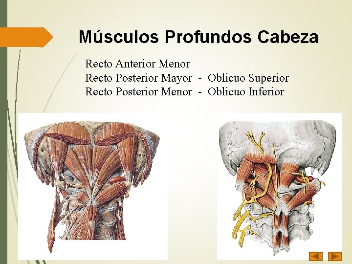 Músculos Profundos Cabeza Recto Anterior Menor Recto Posterior Mayor - Oblicuo Superior Recto Posterior