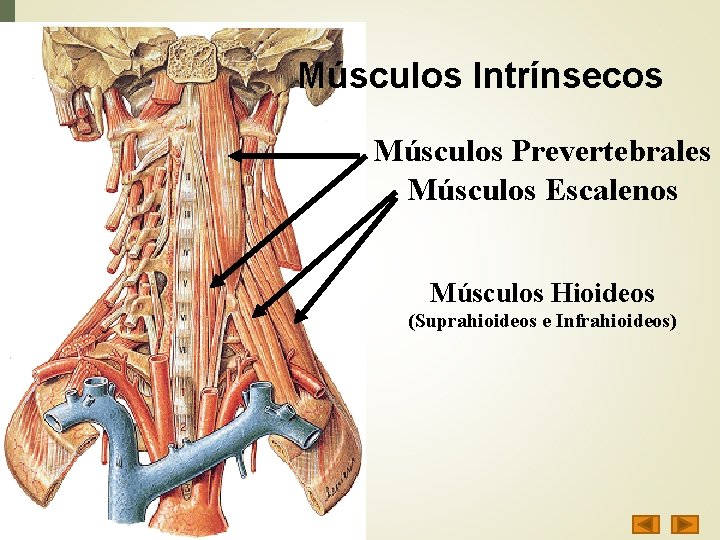 Músculos Intrínsecos Músculos Prevertebrales Músculos Escalenos Músculos Hioideos (Suprahioideos e Infrahioideos) 