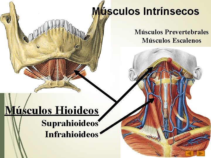 Músculos Intrínsecos Músculos Prevertebrales Músculos Escalenos Músculos Hioideos Suprahioideos Infrahioideos 