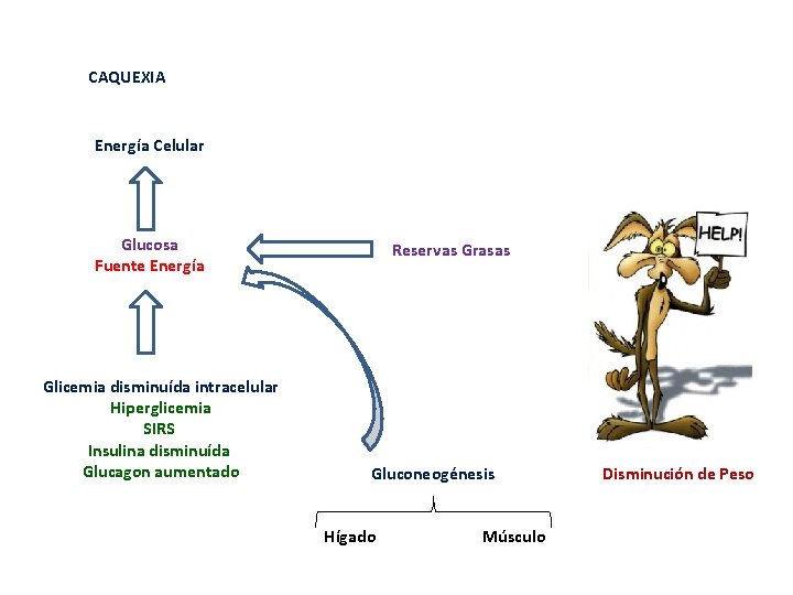 CAQUEXIA Energía Celular Glucosa Fuente Energía Glicemia disminuída intracelular Hiperglicemia SIRS Insulina disminuída Glucagon
