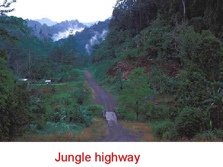 Jungle highway 