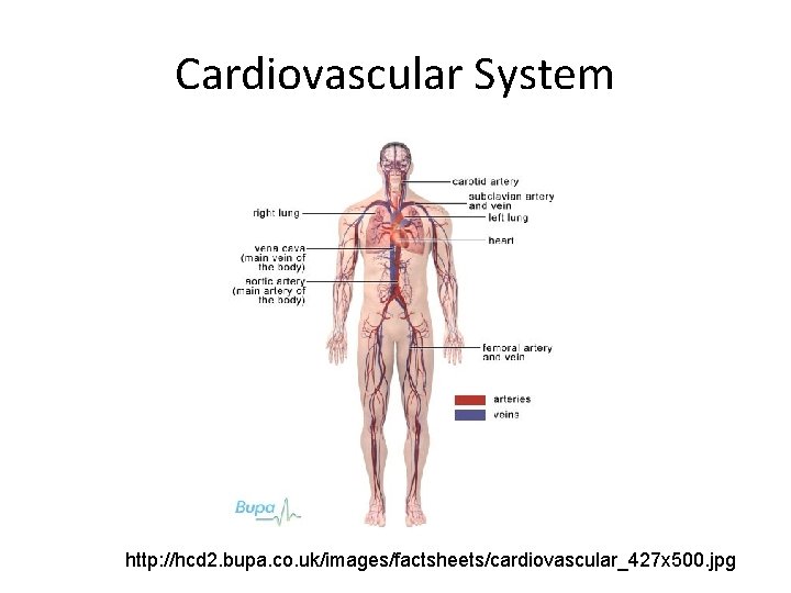 Cardiovascular System http: //hcd 2. bupa. co. uk/images/factsheets/cardiovascular_427 x 500. jpg 